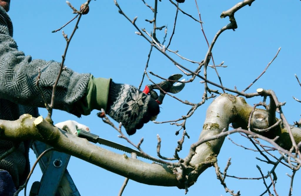 Professional arborist inspecting a large tree next to a house to assess structural integrity and storm resistance.