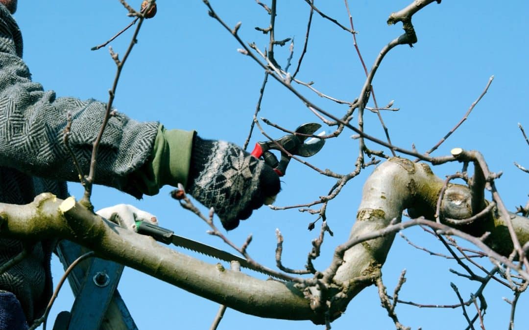 Why Storm-Resistant Tree Care Is a Growing Priority