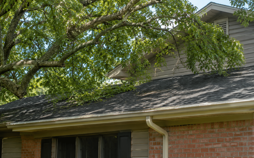 Tree Branches Hanging Over Your Roof in Troy: What Homeowners Should Know
