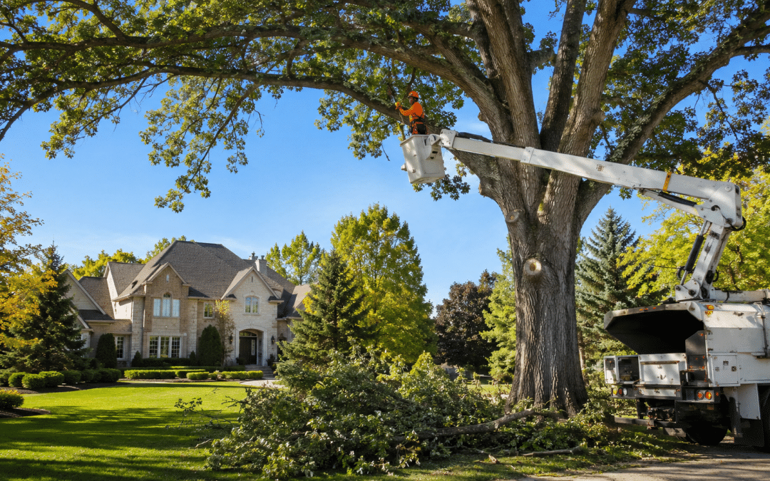 Tree Trimming in Rochester Hills: How To Keep Large Trees Under Control