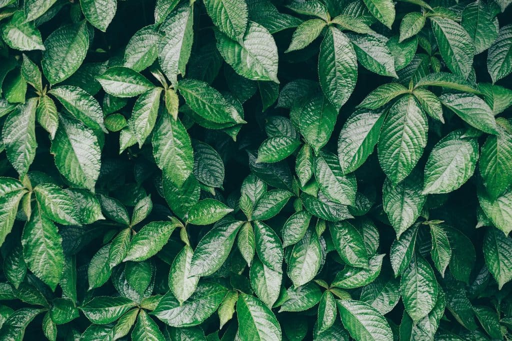 Close-up of dense, vibrant green tree foliage and leaves.