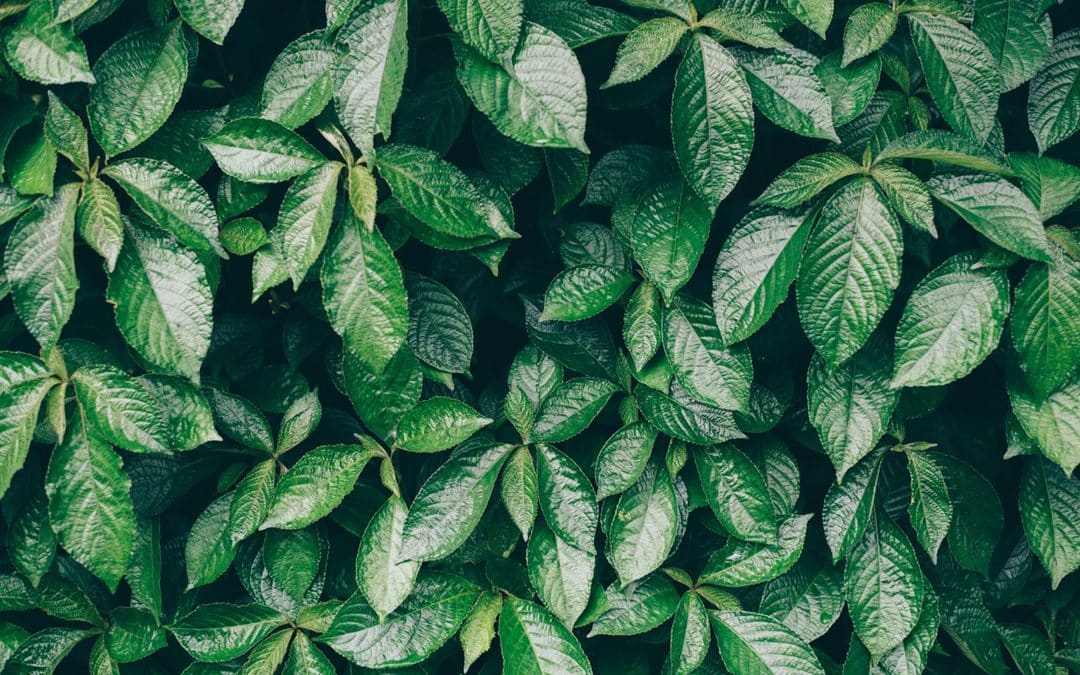 Honeydew: What Is That Sticky Substance Falling From My Tree?