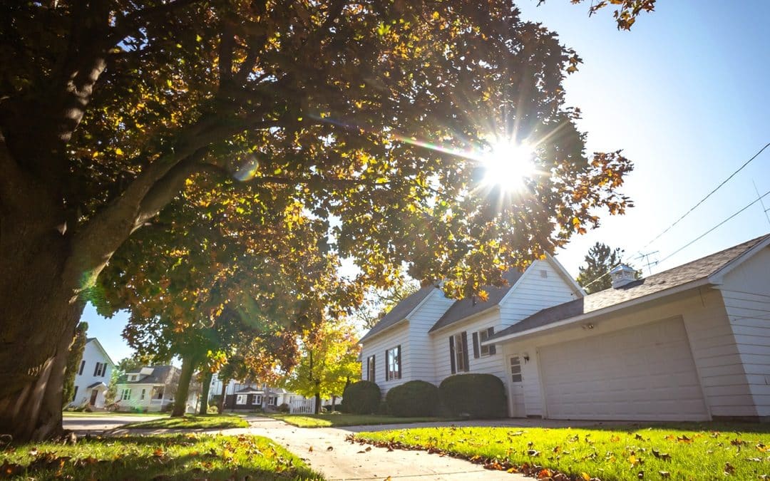 The Dangers of Planting Trees Too Close to Your Home