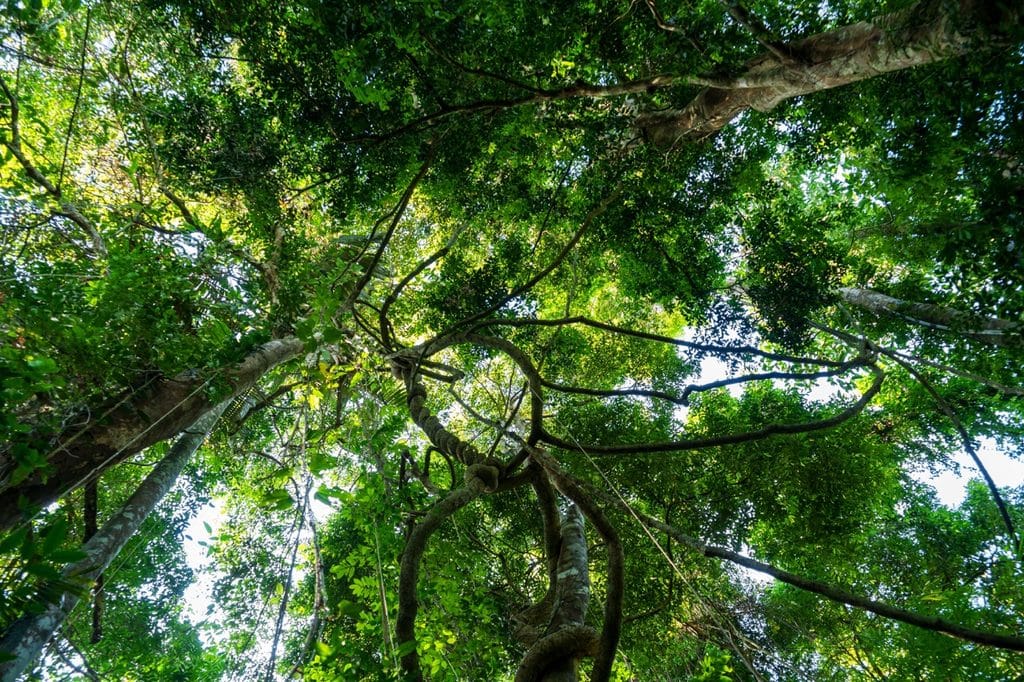A large tree viewed from below showing a sparse, thinning green canopy against a bright sky.