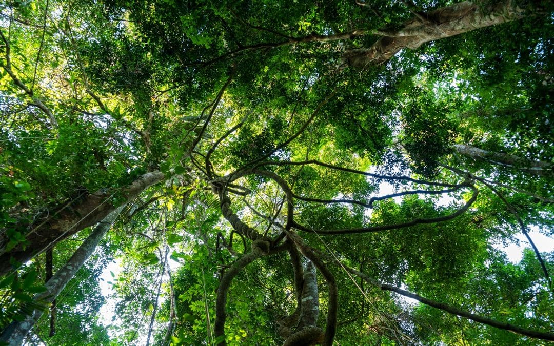 Why Is My Tree Thinning Out in Summer? Understanding Mid-Season Canopy Loss