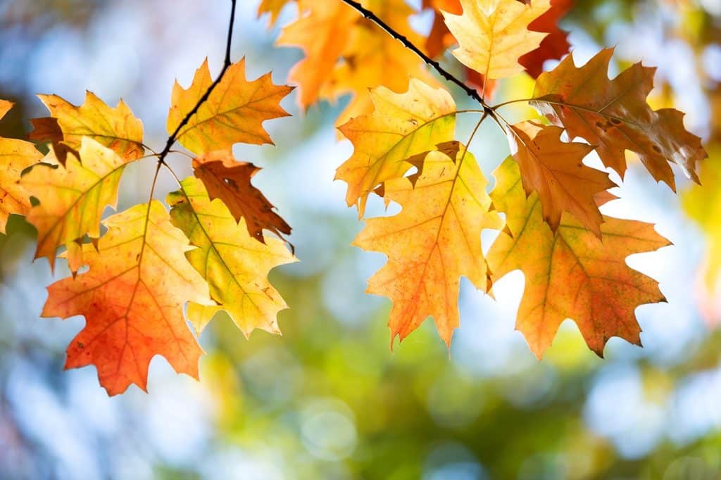 Bright autumn leaves in vibrant shades of yellow and orange against a soft-focused outdoor background.