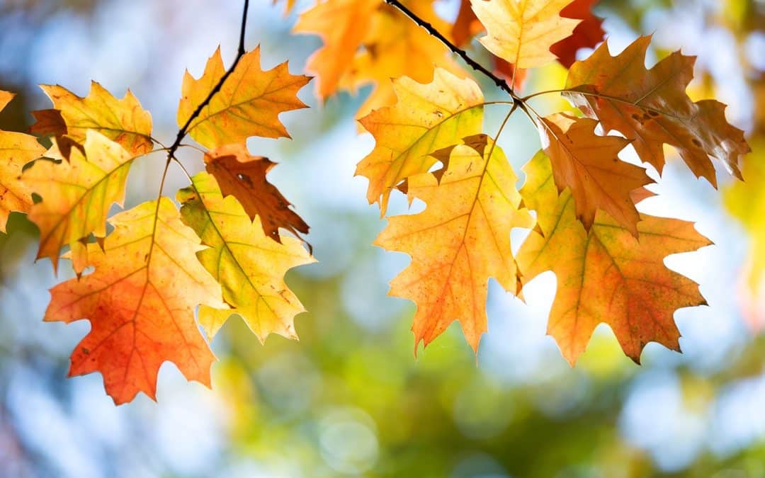 Why Some Trees Change Color Earlier Than Others