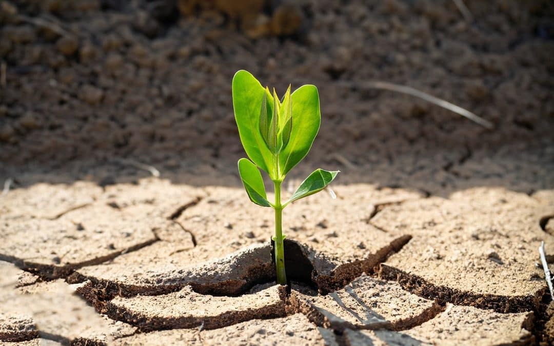 Why Some Trees Recover After Drought and Others Don’t