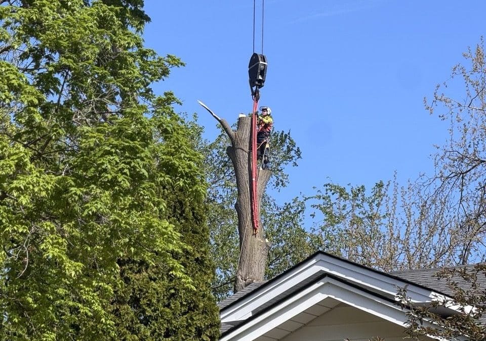 Is It Time to Remove a Tree From My Property?