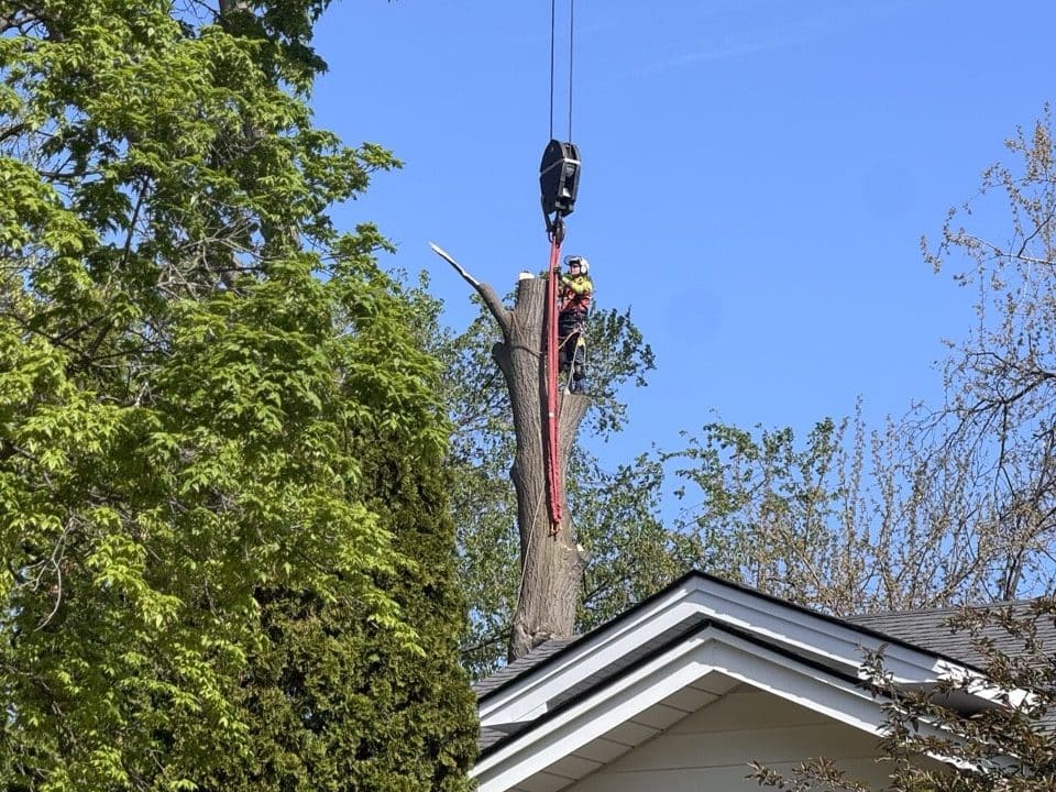 A tree worker suspended in a harness attached to a crane, dismantling a large trunk section near the roof of a house.