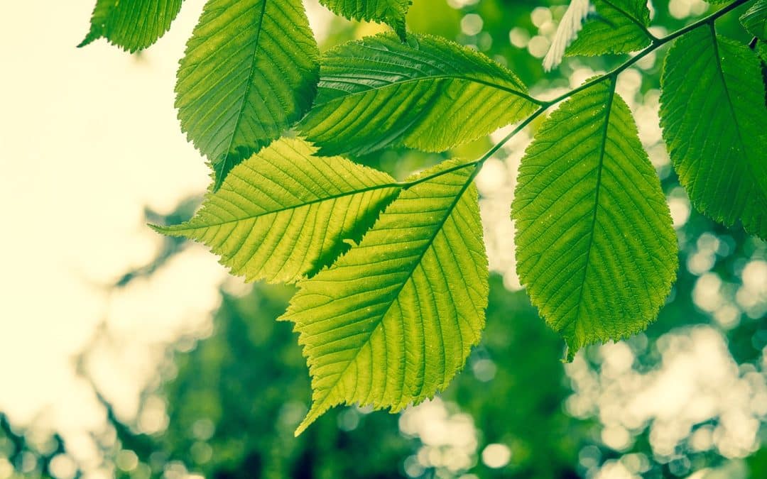 Can Beech Leaf Disease Be Treated?