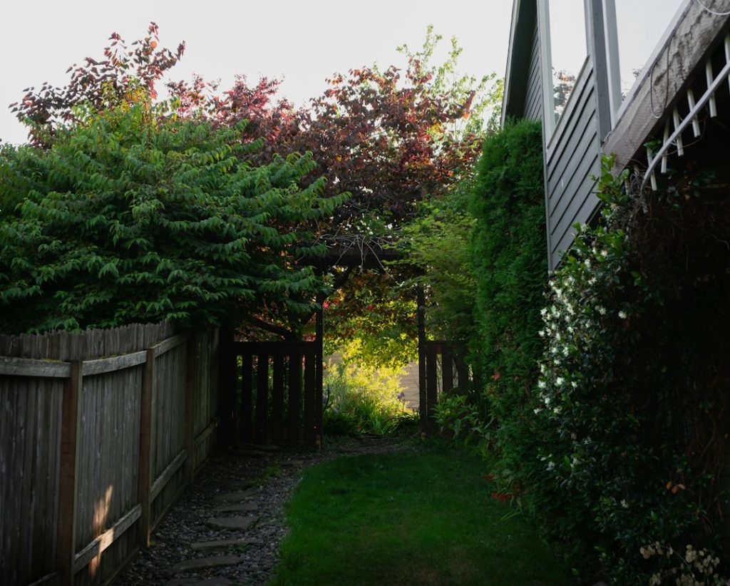 Dense unwanted shrubs and brush growing in a backyard
