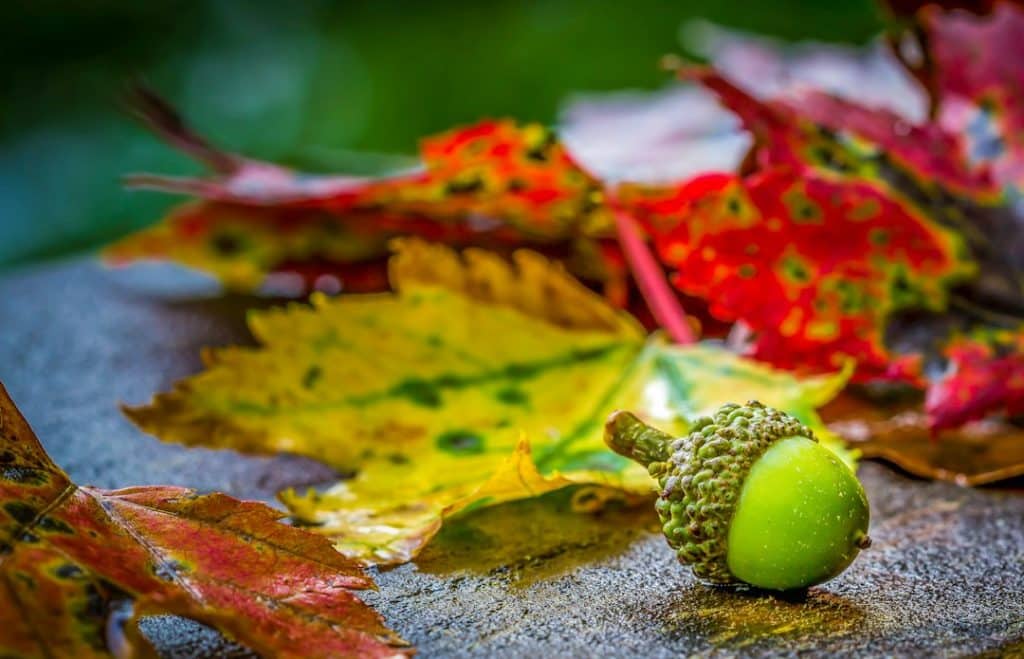 Autumn leaves falling early beneath mature trees