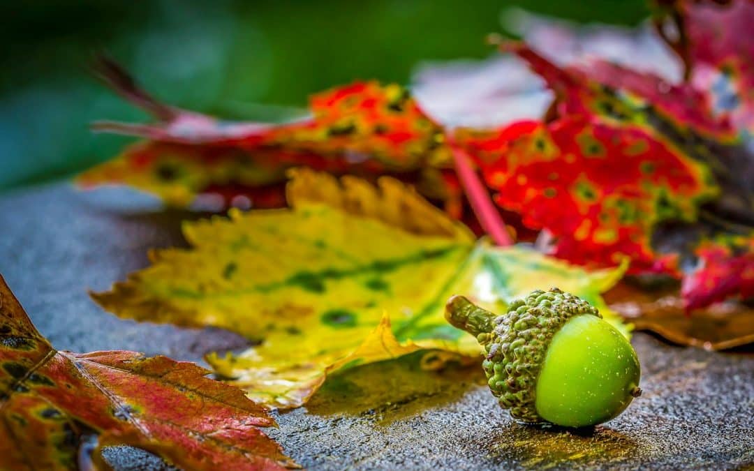 Why Trees Drop Their Leaves Early After a Hot Michigan Summer