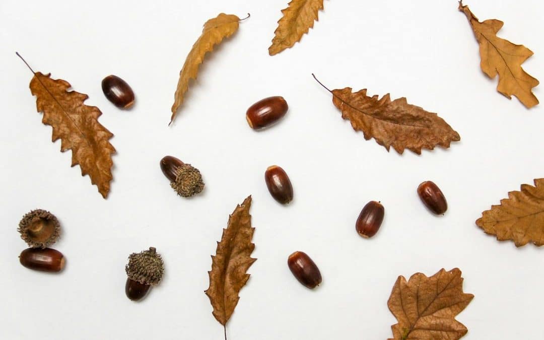 Fall Leaf Cleanup Mistakes That Can Harm Mature Trees