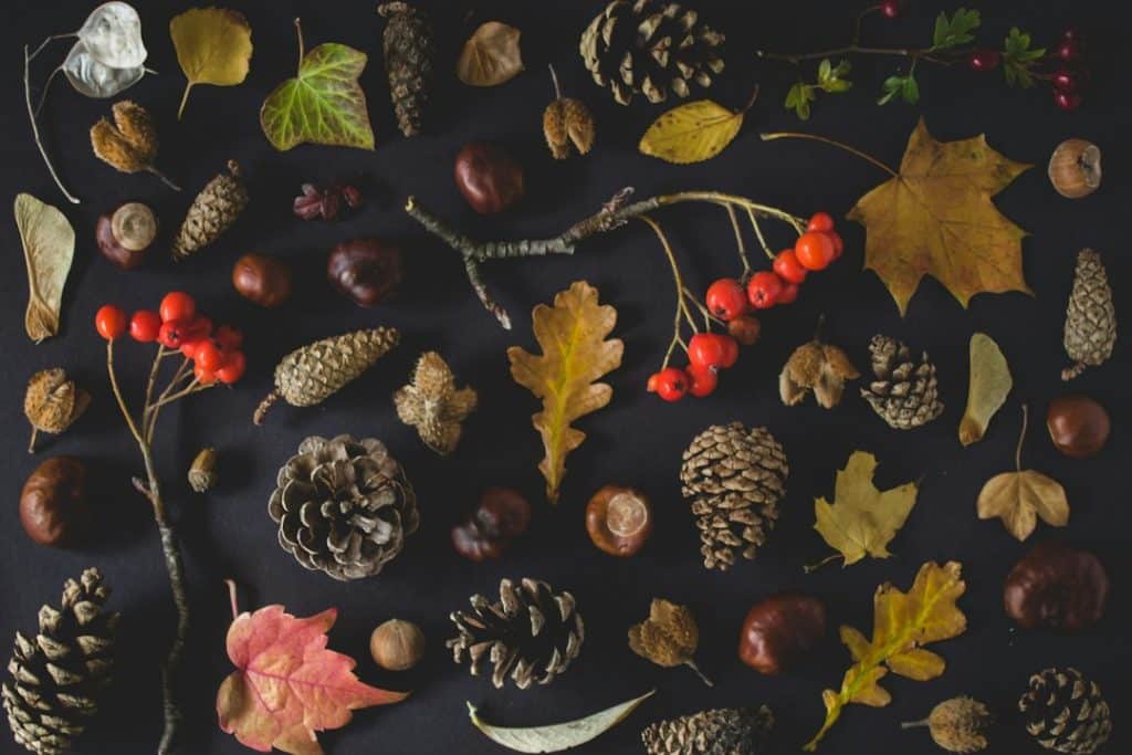 Acorns and autumn leaves on the ground beneath an oak