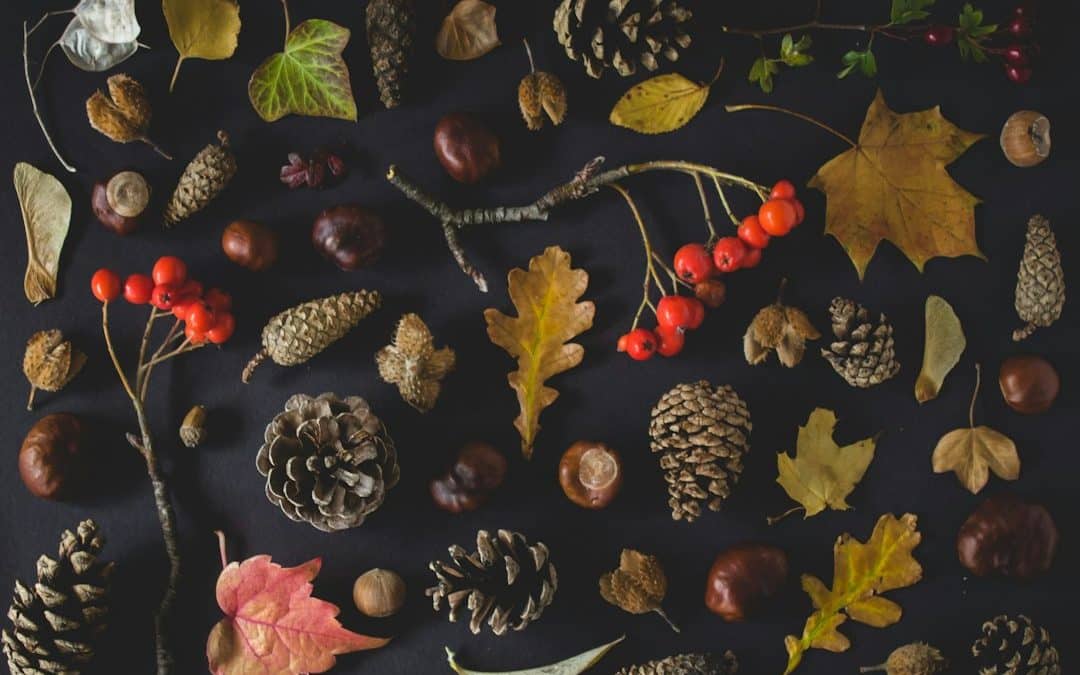 Why Are There So Many Acorns Falling in My Yard This Year?