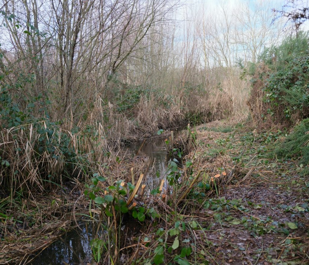 Dense vines and undergrowth surrounding woodland trees