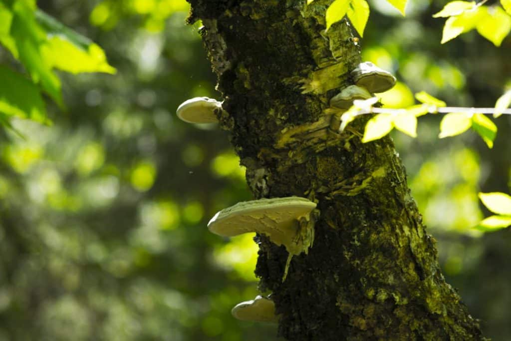 Mushrooms growing on decaying wood near a tree
