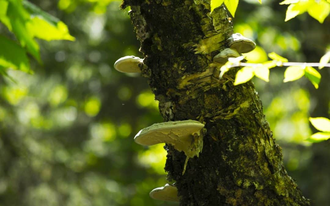 What Mushrooms Growing Around a Tree Trunk Can Mean