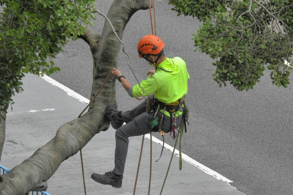 Professional arborist completing careful pruning work in a tree