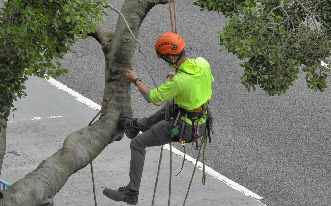 Should You Prune Oak Trees in September in Michigan?