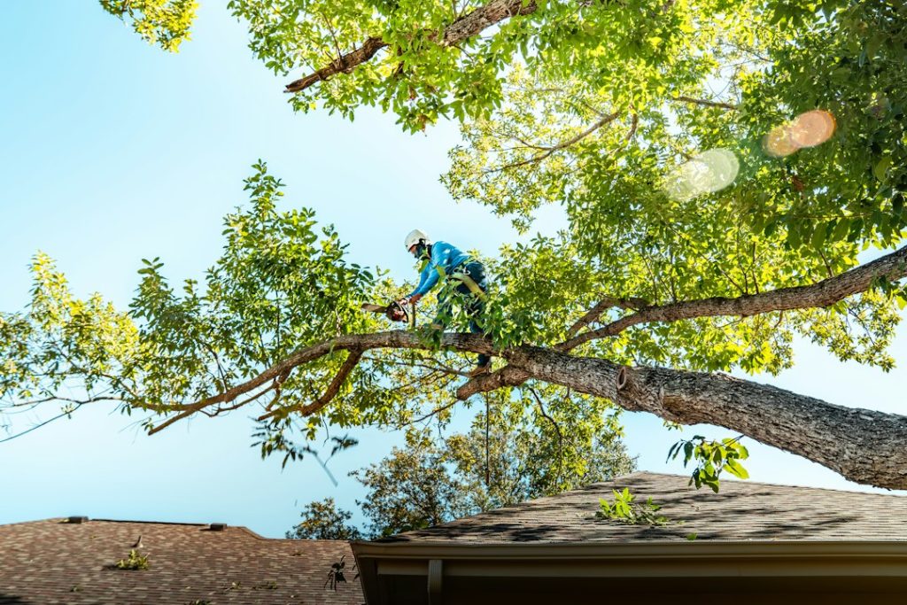 Arborist pruning a mature tree before winter