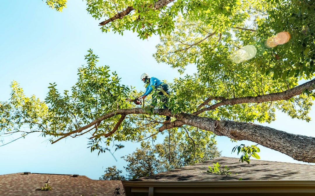 Fall Tree Pruning in Troy: What Should Be Trimmed Before Winter?
