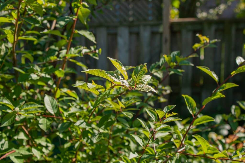 Overgrown shrubs returning in a residential yard