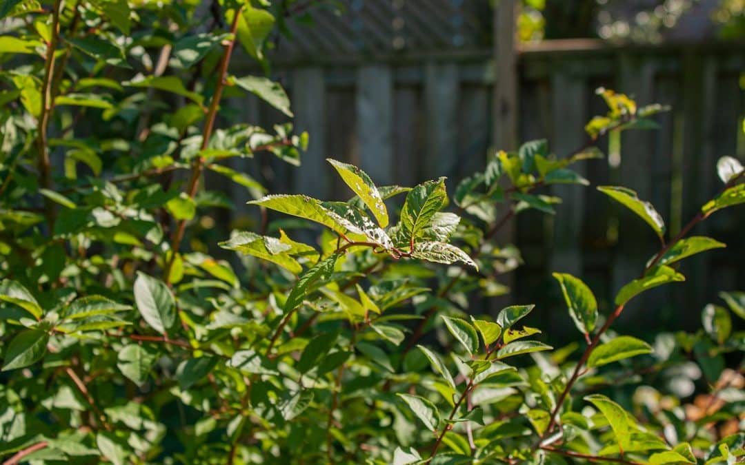 Why Buckthorn Keeps Growing Back After It Is Cut Down