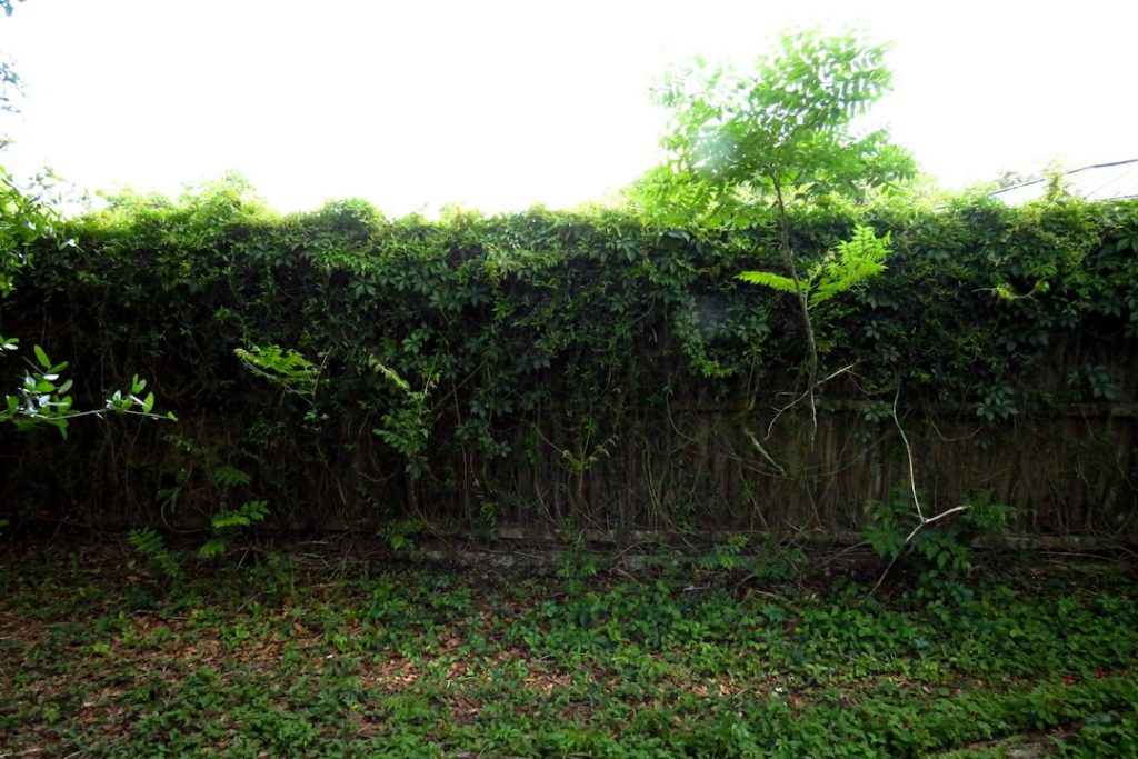 Unwanted trees and shrubs growing along a residential boundary