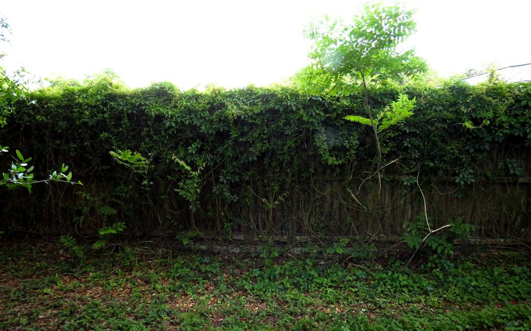 Removing Volunteer Trees Along Fences and Property Lines