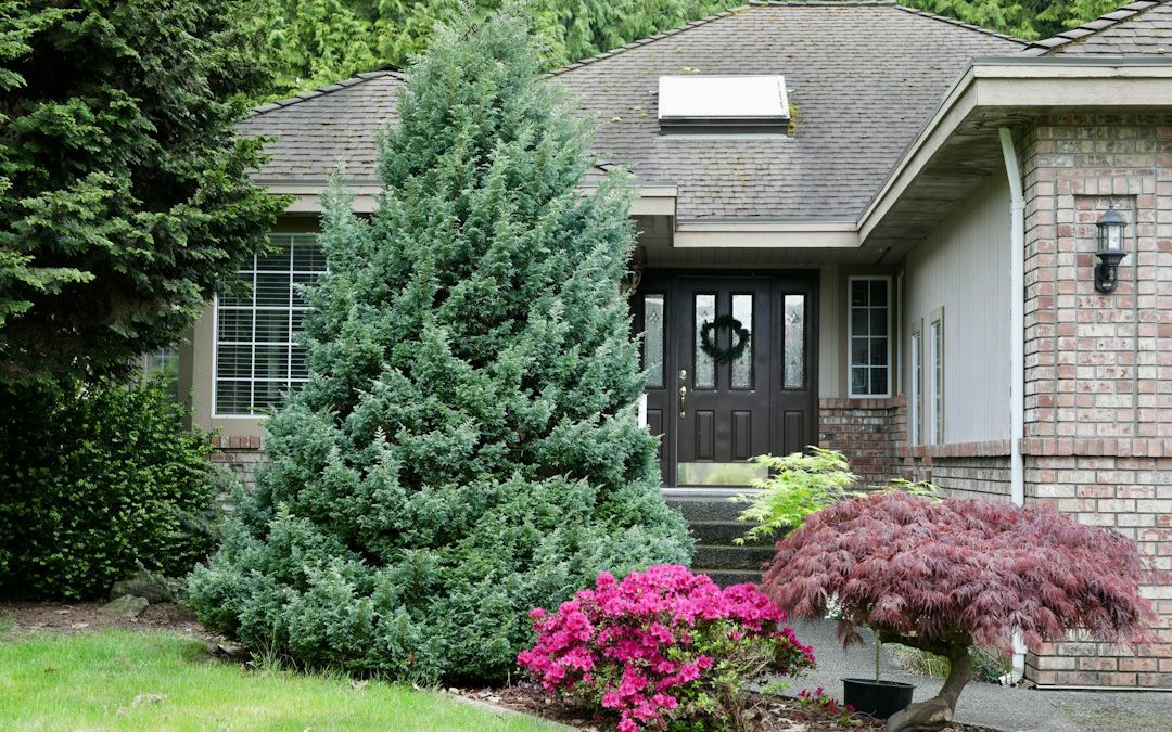 Buying a Home With Large Trees? 7 Things to Check Before Closing