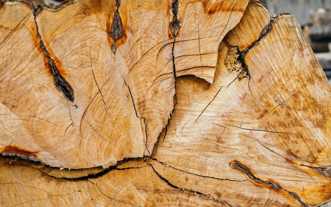 How Deep Does Stump Grinding Go and What Happens to the Roots?
