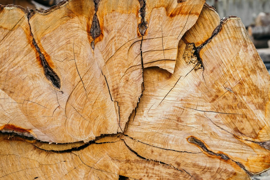 Close view of wood and tree stump material