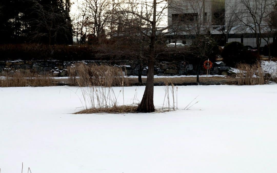 How to Tell if a Tree Could Fall During a Winter Storm