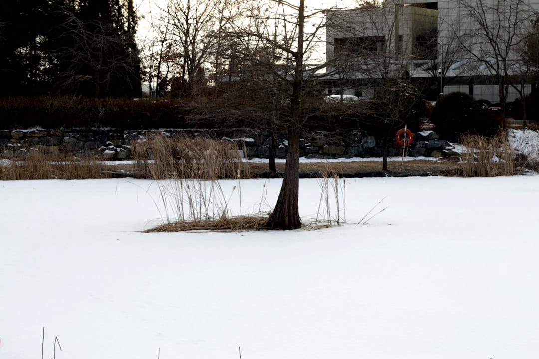 Large tree standing in a snow-covered winter landscape