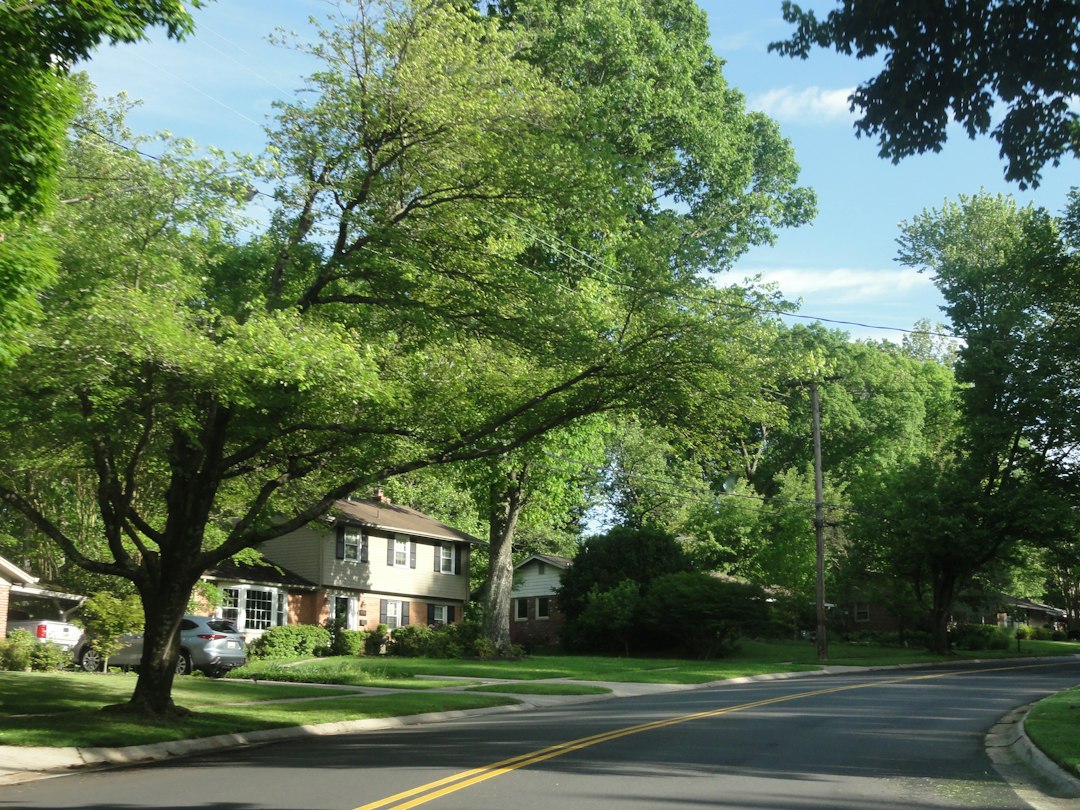 Mature trees along a residential street in Troy Michigan
