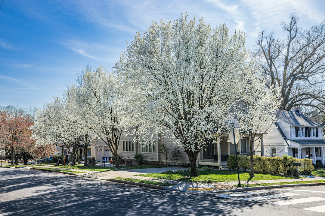 Mature residential trees in a well-kept neighborhood